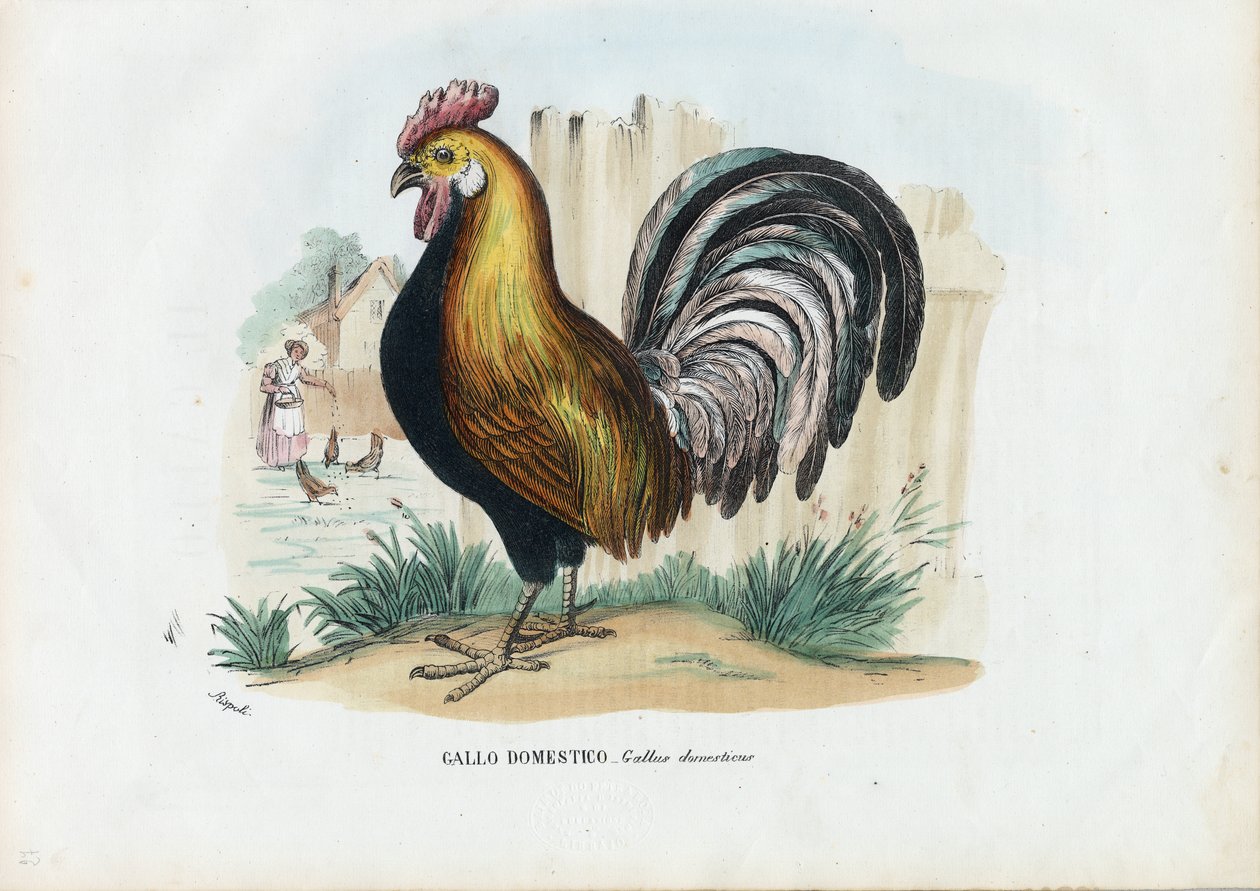 Galo, 1863-79 de Raimundo Petraroja