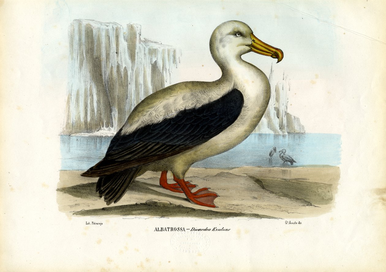 Albatroz Real, 1863-79 de Raimundo Petraroja