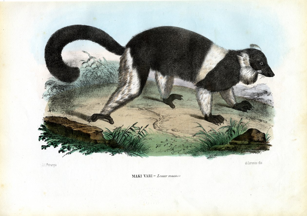 Ruffed Lemur, 1863-79 de Raimundo Petraroja