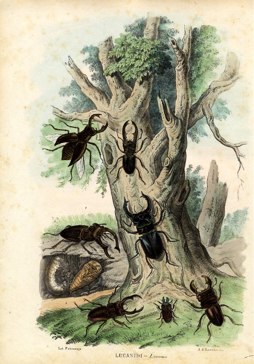 Besouros do Escaravelho, 1863-79 de Raimundo Petraroja