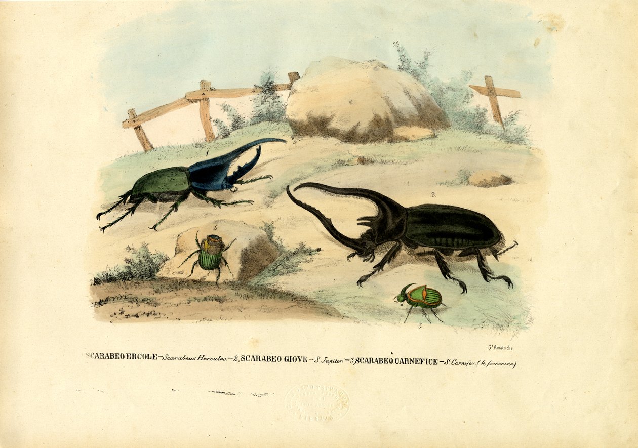Besouros do Escaravelho, 1863-79 de Raimundo Petraroja