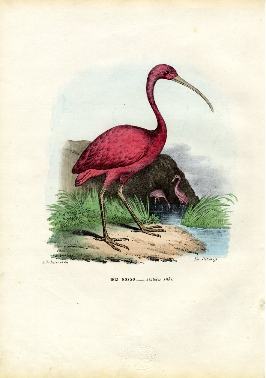 Escarlate Íbis, 1863-79 de Raimundo Petraroja