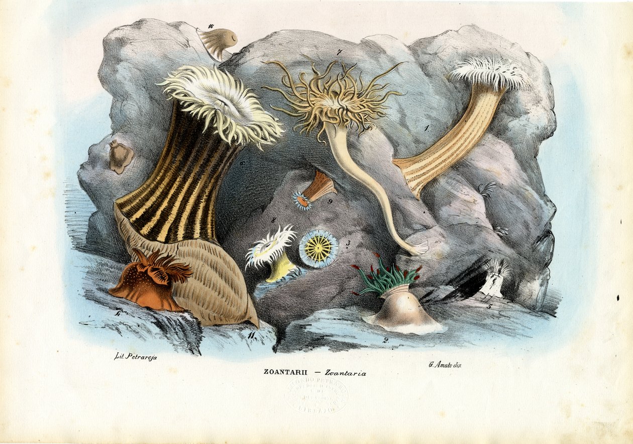 Anêmonas do mar, 1863-79 de Raimundo Petraroja