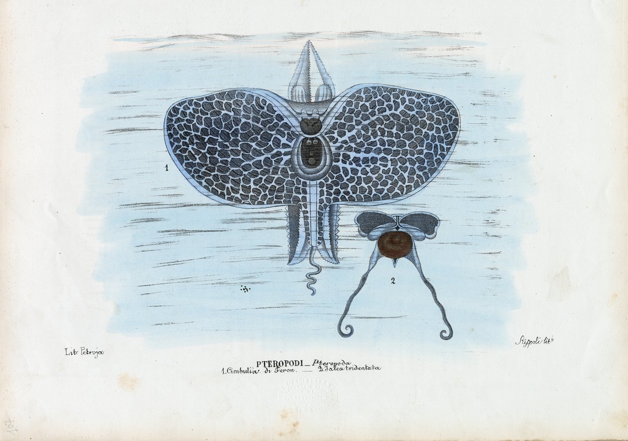 Borboletas Marinhas, 1863-79 de Raimundo Petraroja