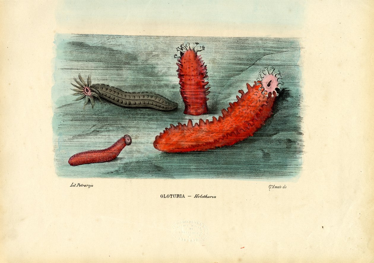 Pepino do Mar, 1863-79 de Raimundo Petraroja