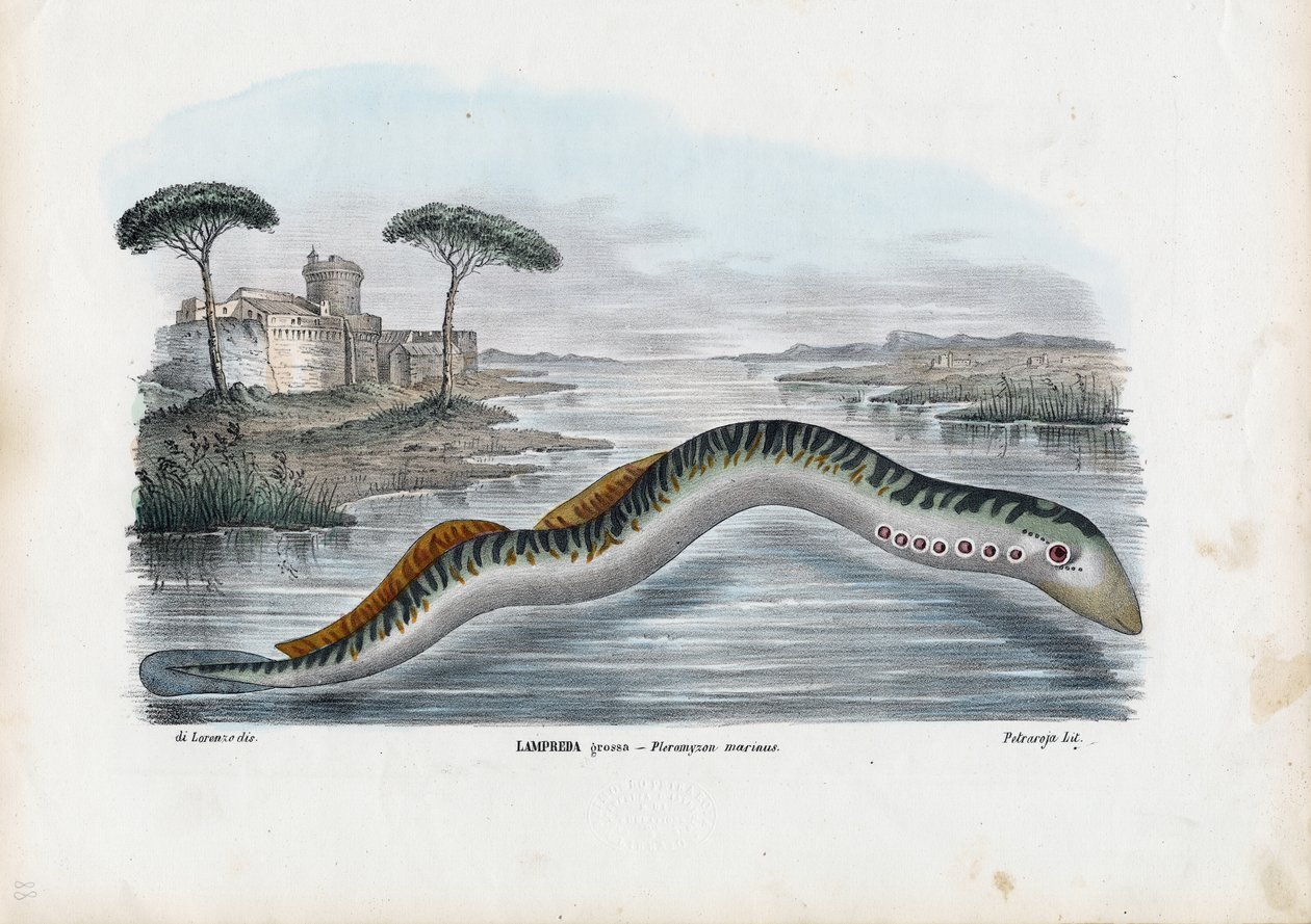 Lampreia do Mar, 1863-79 de Raimundo Petraroja