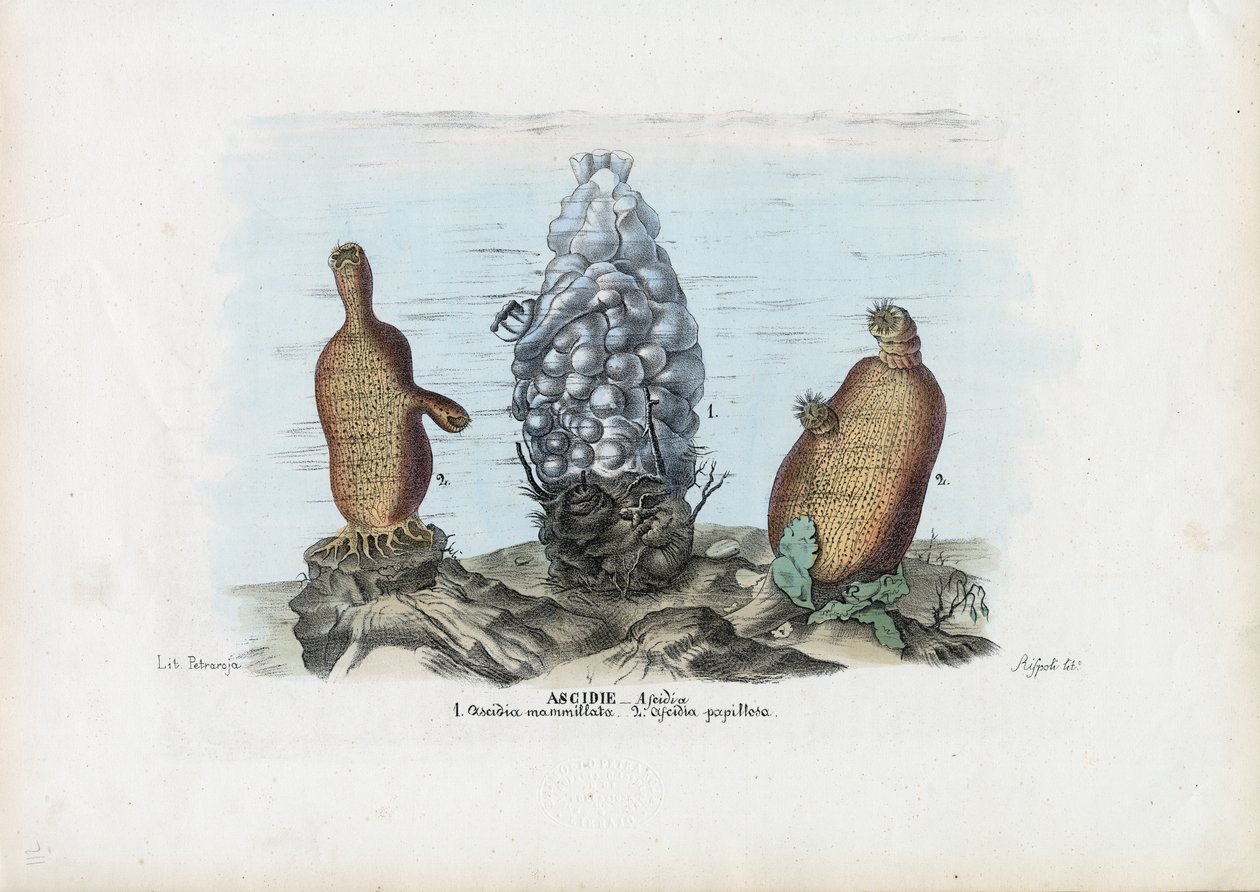 Mar de esguichos, 1863-79 de Raimundo Petraroja