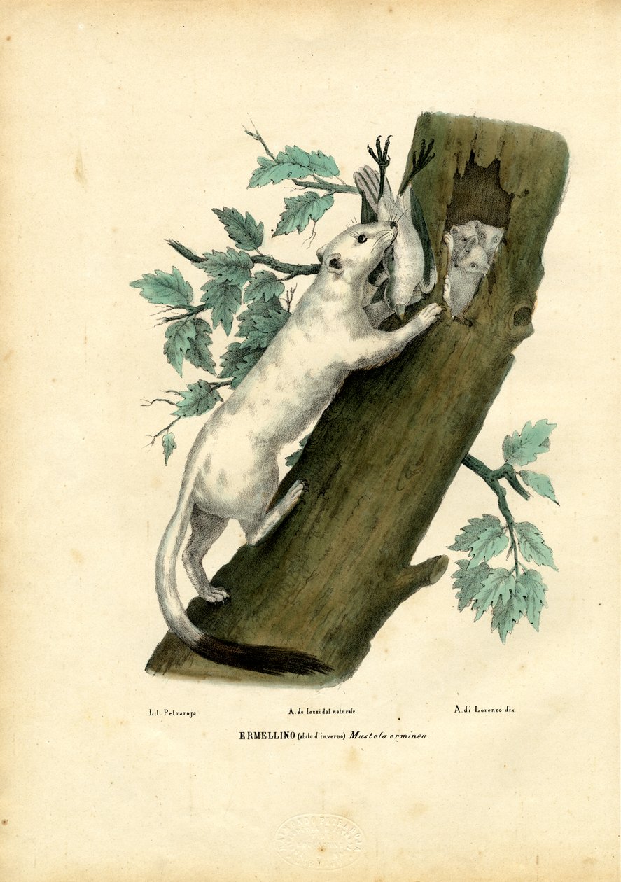 Doninha-de-cauda-curta, 1863-79 de Raimundo Petraroja