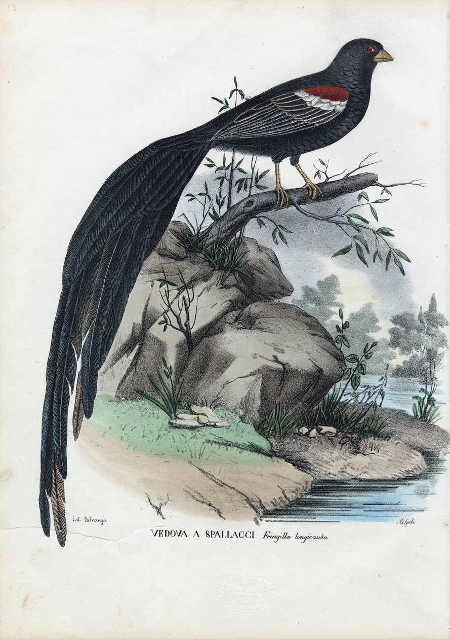 Siberian Finch, 1863-79 de Raimundo Petraroja