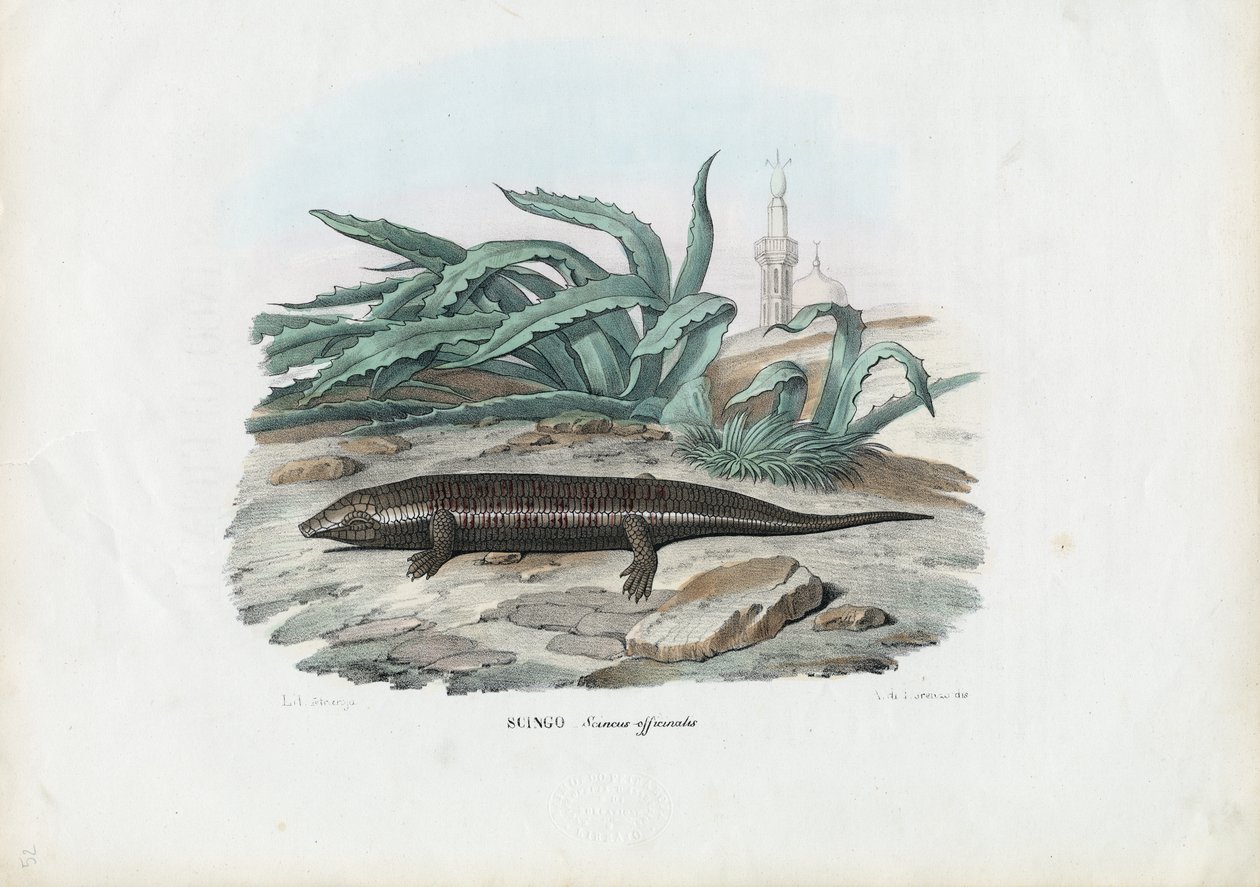 Skink, 1863-79 de Raimundo Petraroja