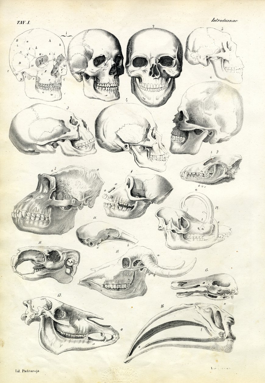 Crânios, 1863-79 de Raimundo Petraroja