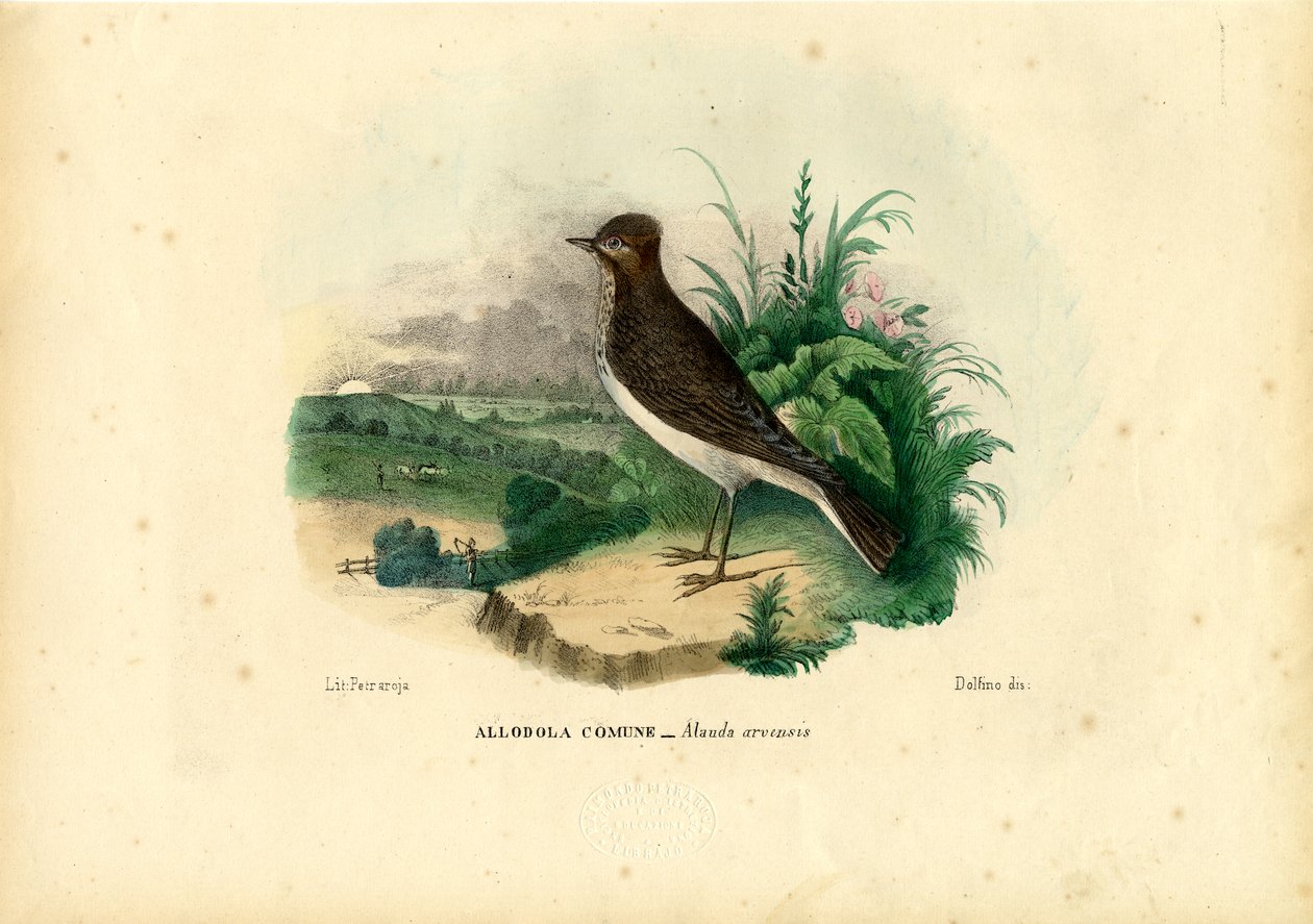 Cotovia, 1863-79 de Raimundo Petraroja