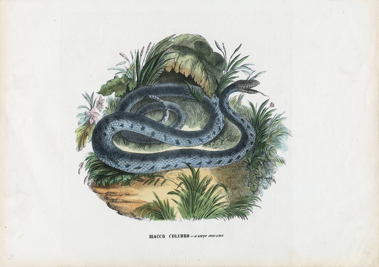 Cobras, 1863-79 de Raimundo Petraroja
