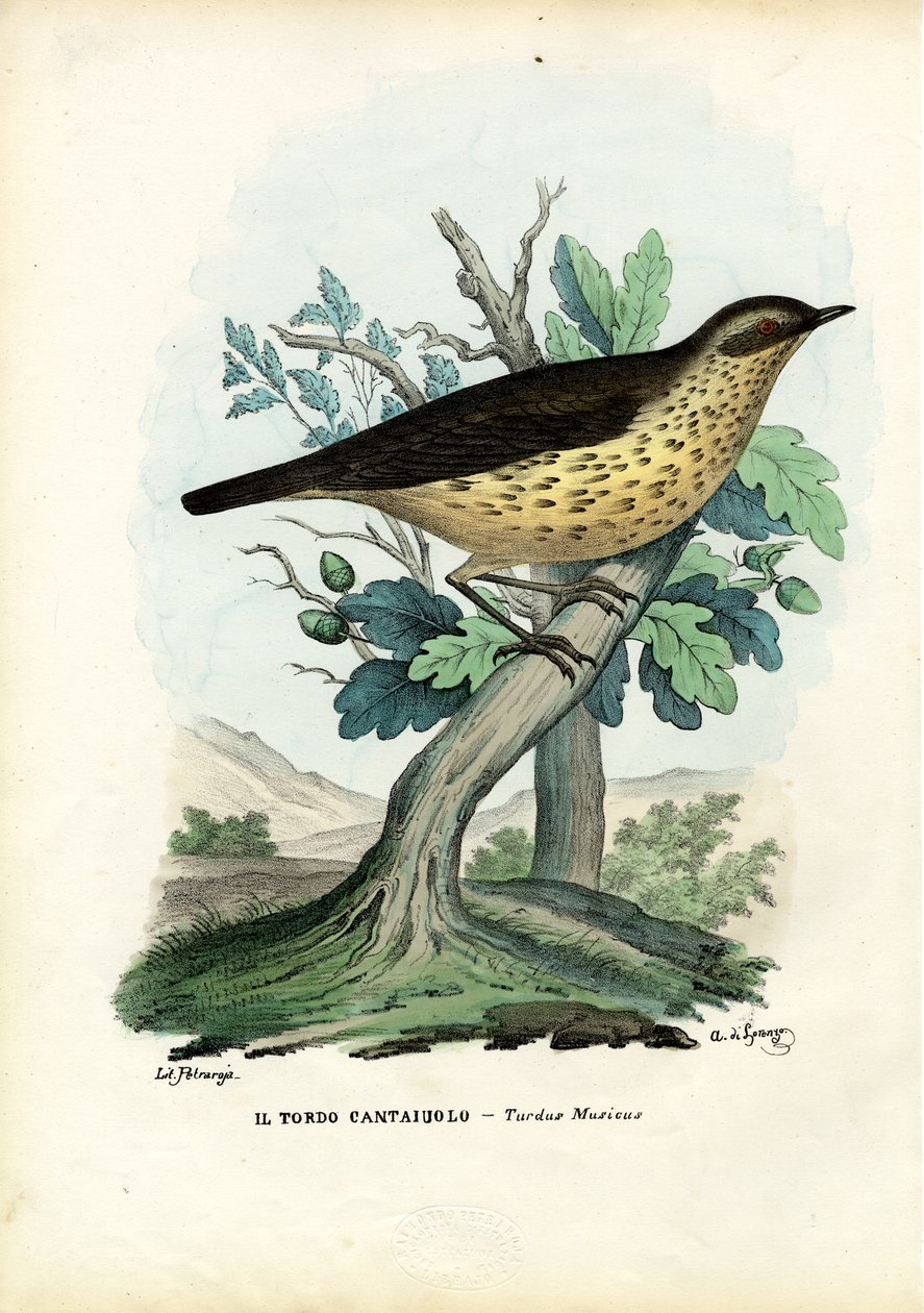 Tordo de Canção, 1863-79 de Raimundo Petraroja