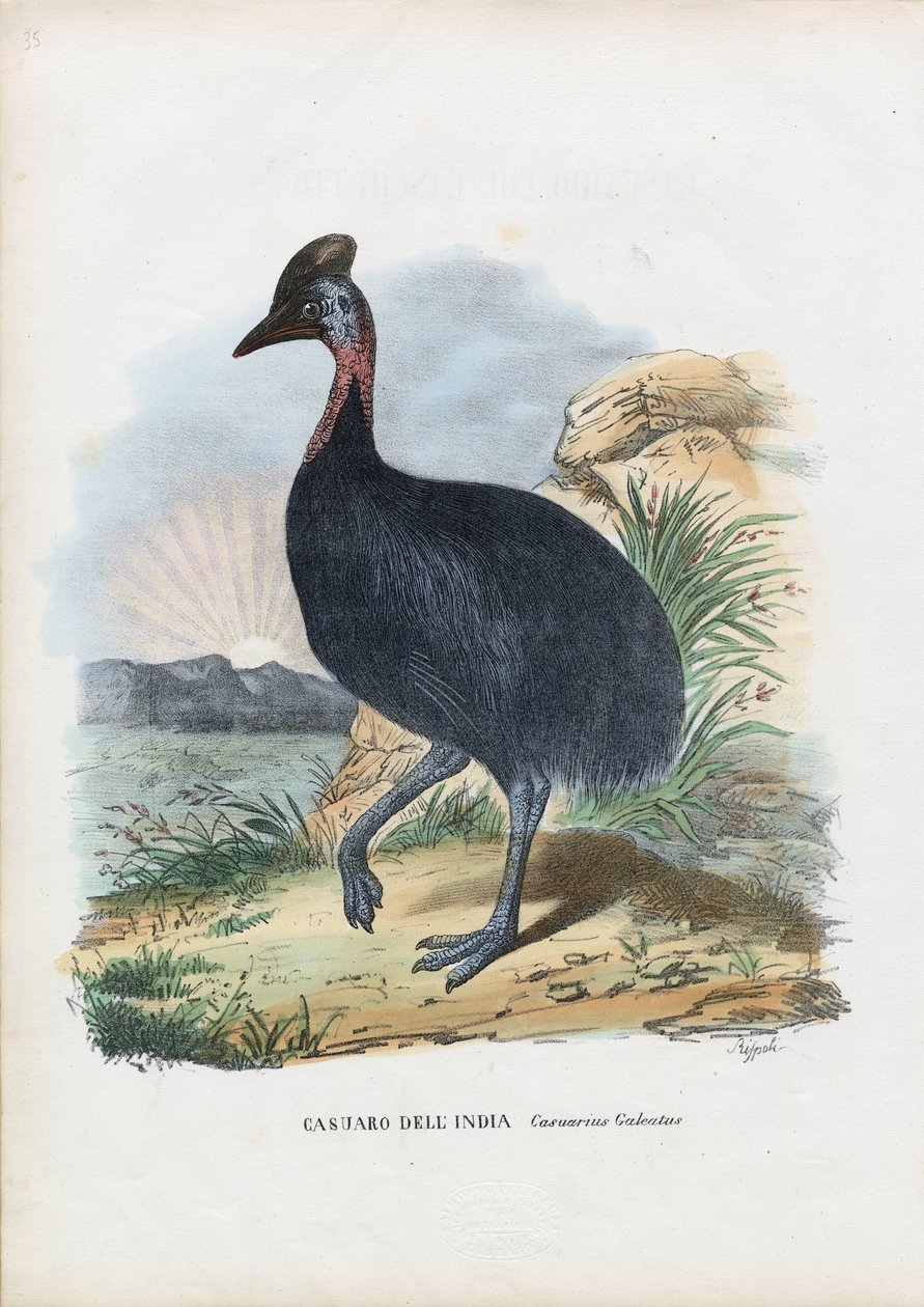 Cassowary do Sul, 1863-79 de Raimundo Petraroja