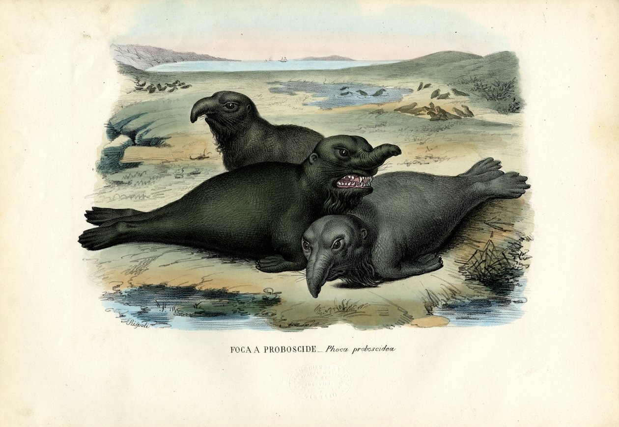 Selo Elaphant do Sul, 1863-79 de Raimundo Petraroja