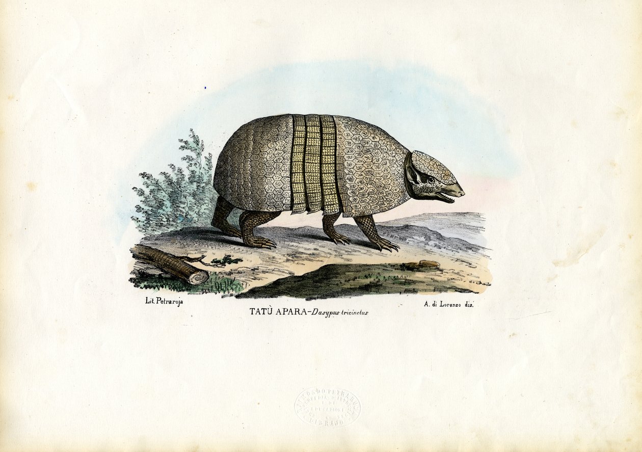 Tatu de Três Bandas do Sul, 1863-79 de Raimundo Petraroja