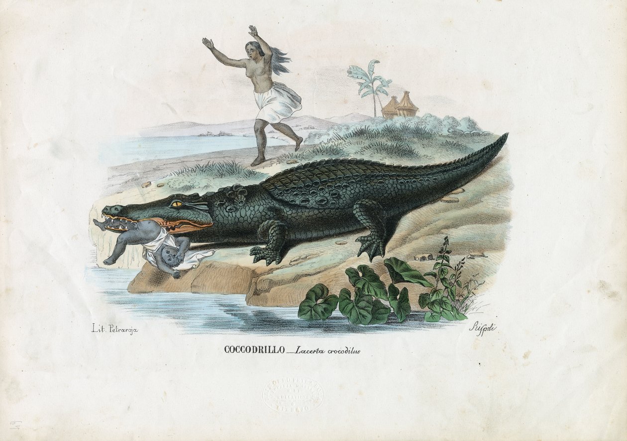 Caimão de óculos, 1863-79 de Raimundo Petraroja