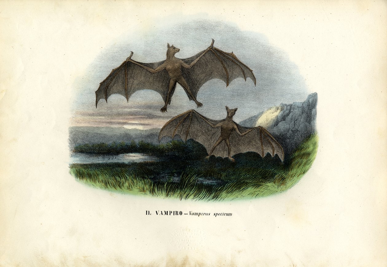 Morcego Espectral, 1863-79 de Raimundo Petraroja