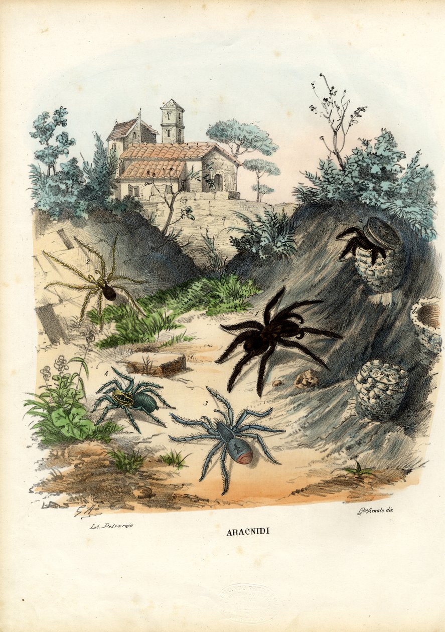 Aranhas, 1863-79 de Raimundo Petraroja