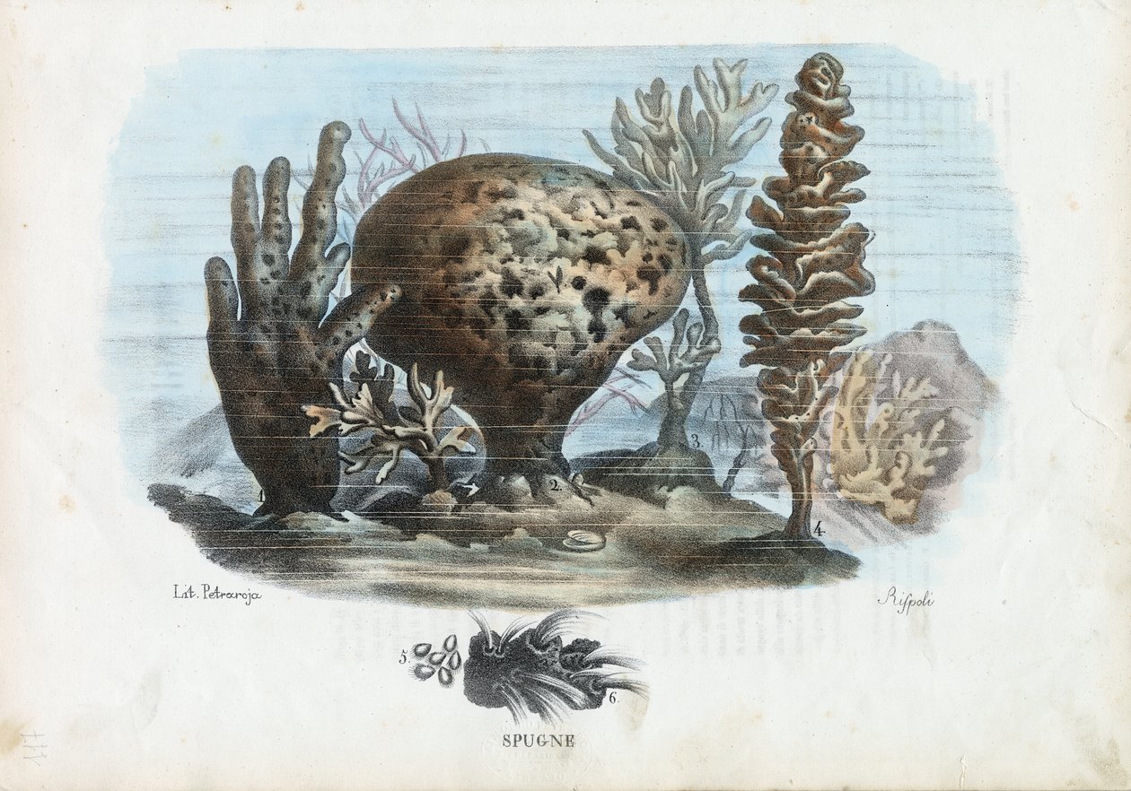 Esponjas, 1863-79 de Raimundo Petraroja