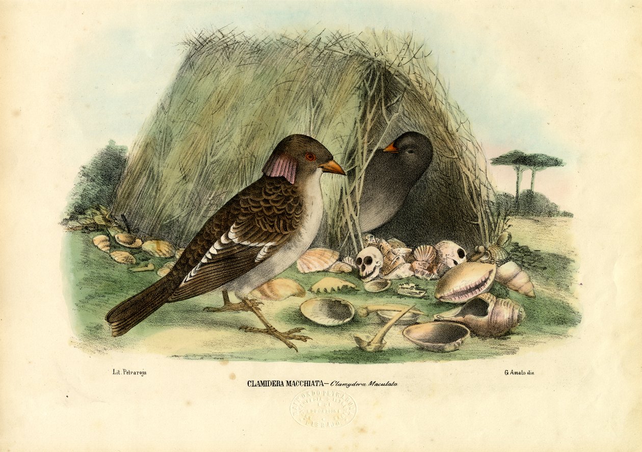 Bowerbird manchado, 1863-79 de Raimundo Petraroja