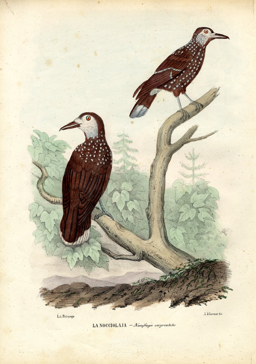Quebra-nozes manchado, 1863-79 de Raimundo Petraroja