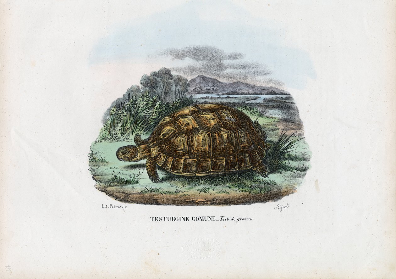 Tartaruga Spur-Thighed, 1863-79 de Raimundo Petraroja
