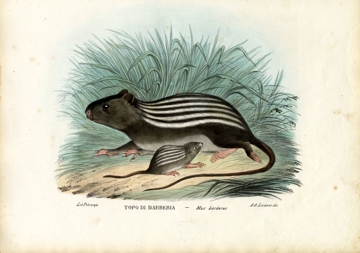 Rato listrado, 1863-79 de Raimundo Petraroja
