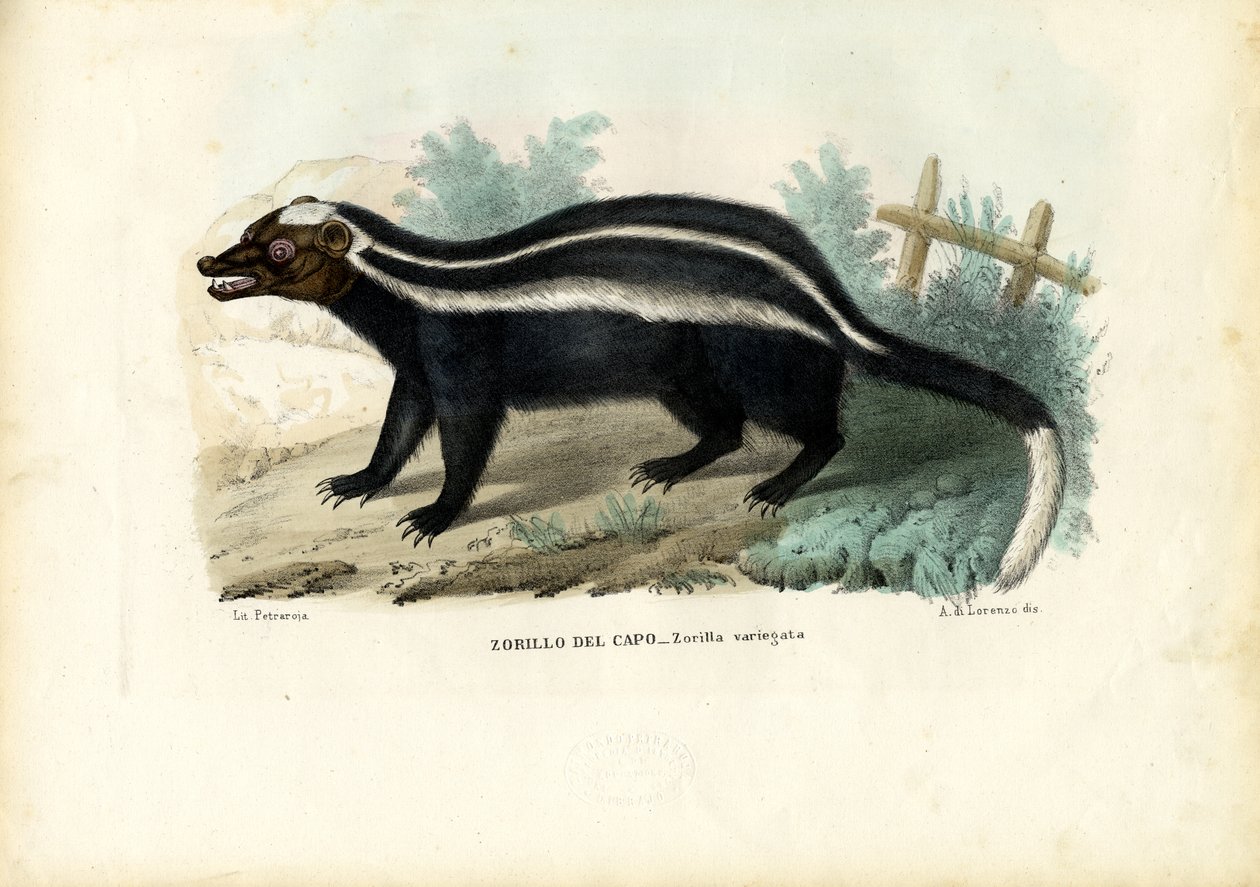 Polecat Listrado, 1863-79 de Raimundo Petraroja