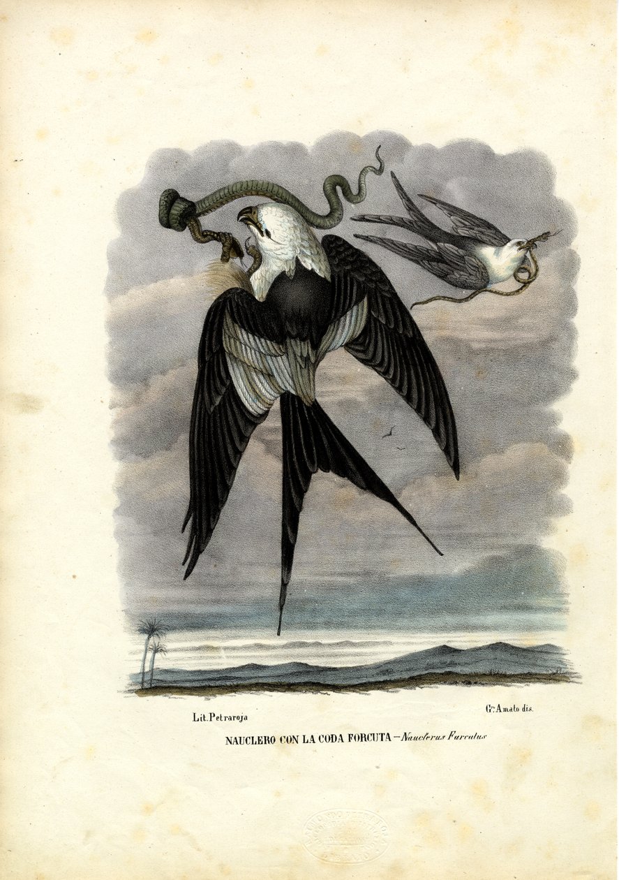 Papagaio-de-cauda-de-andorinha, 1863-79 de Raimundo Petraroja
