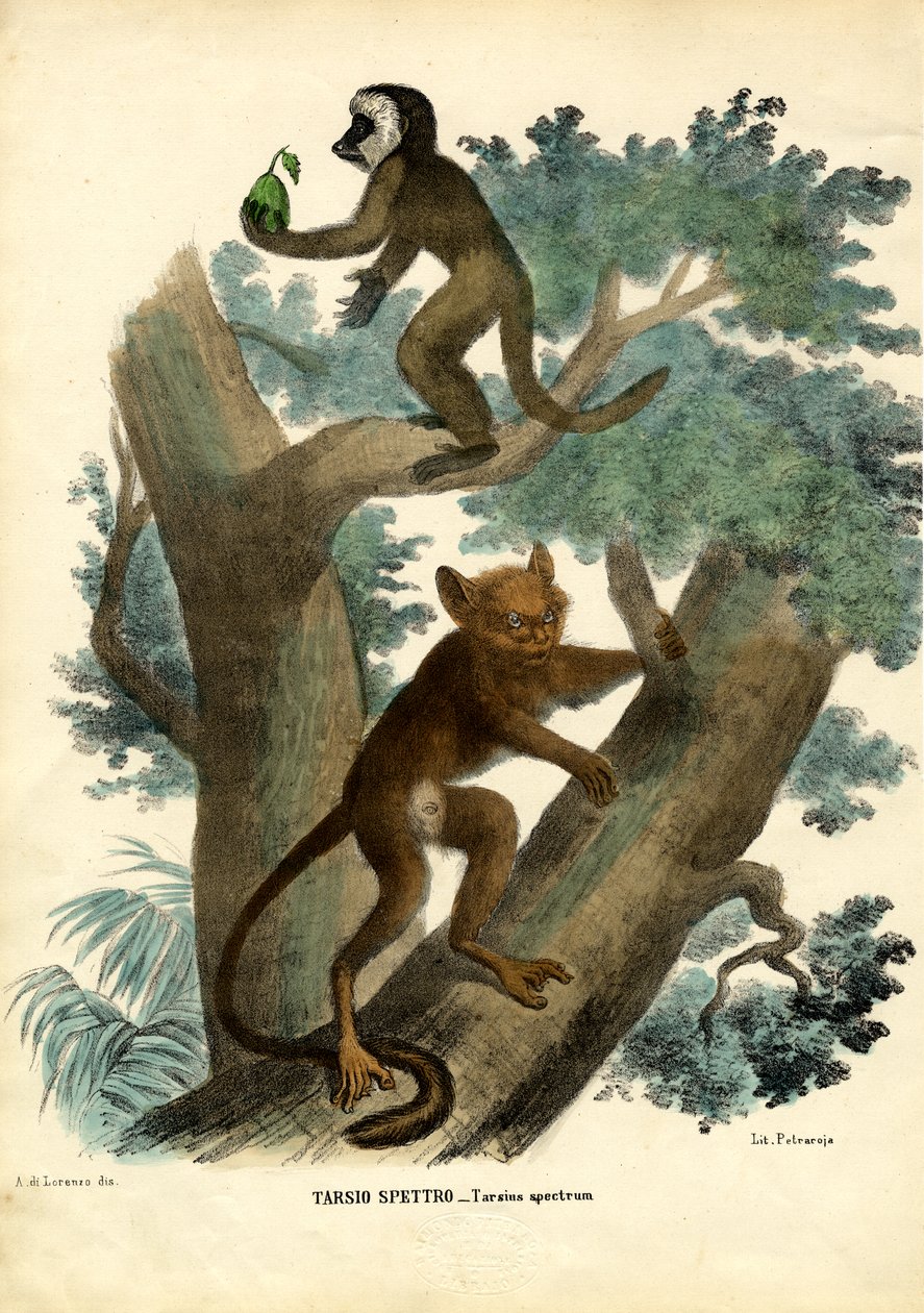 Tarsier, 1863-79 de Raimundo Petraroja
