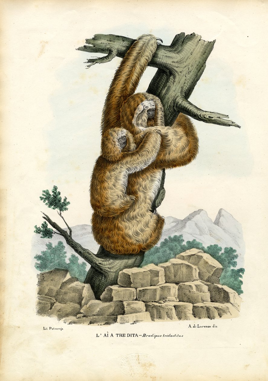 Preguiça Três-Toed, 1863-79 de Raimundo Petraroja