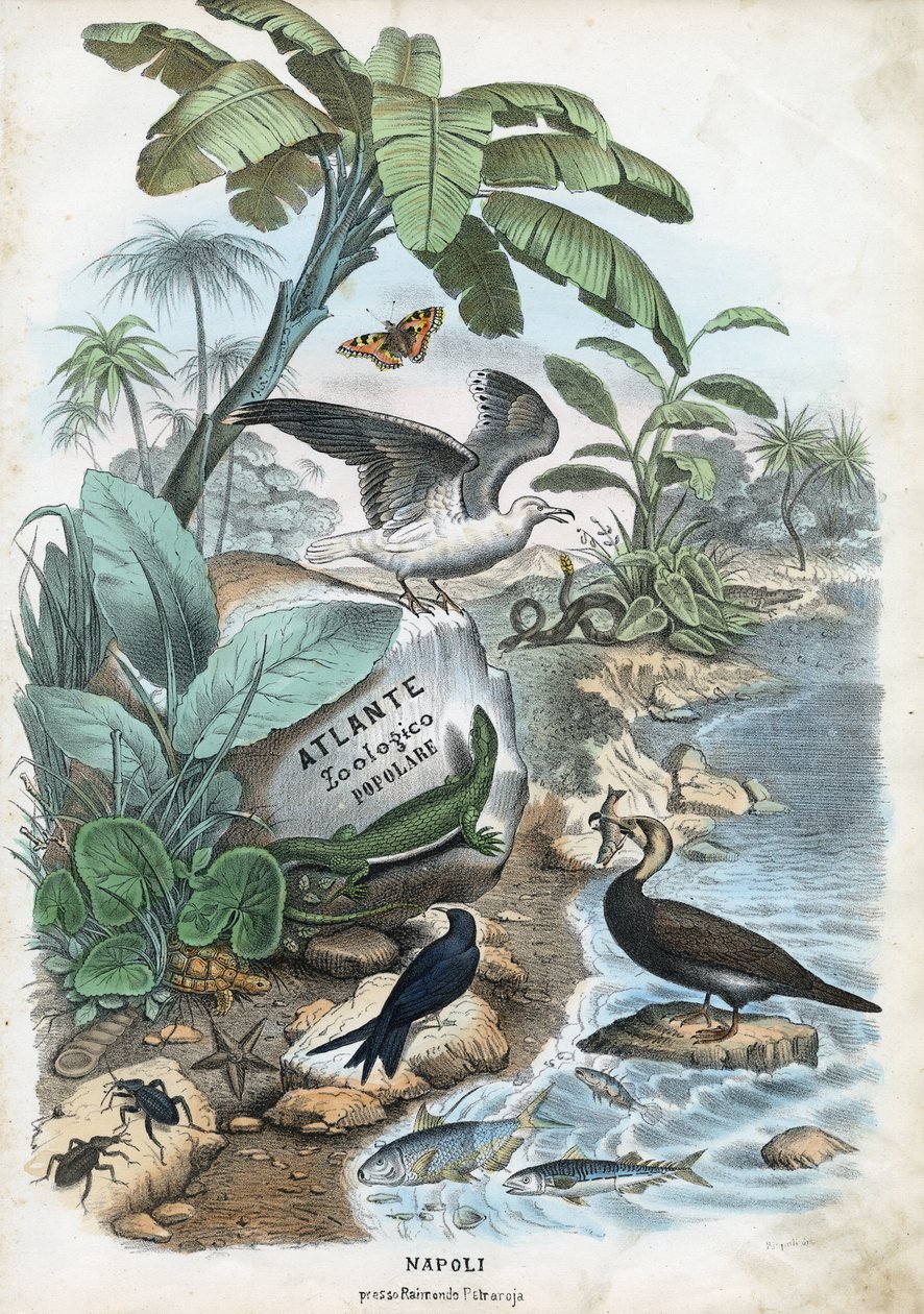 Página de título, 1863-79 de Raimundo Petraroja