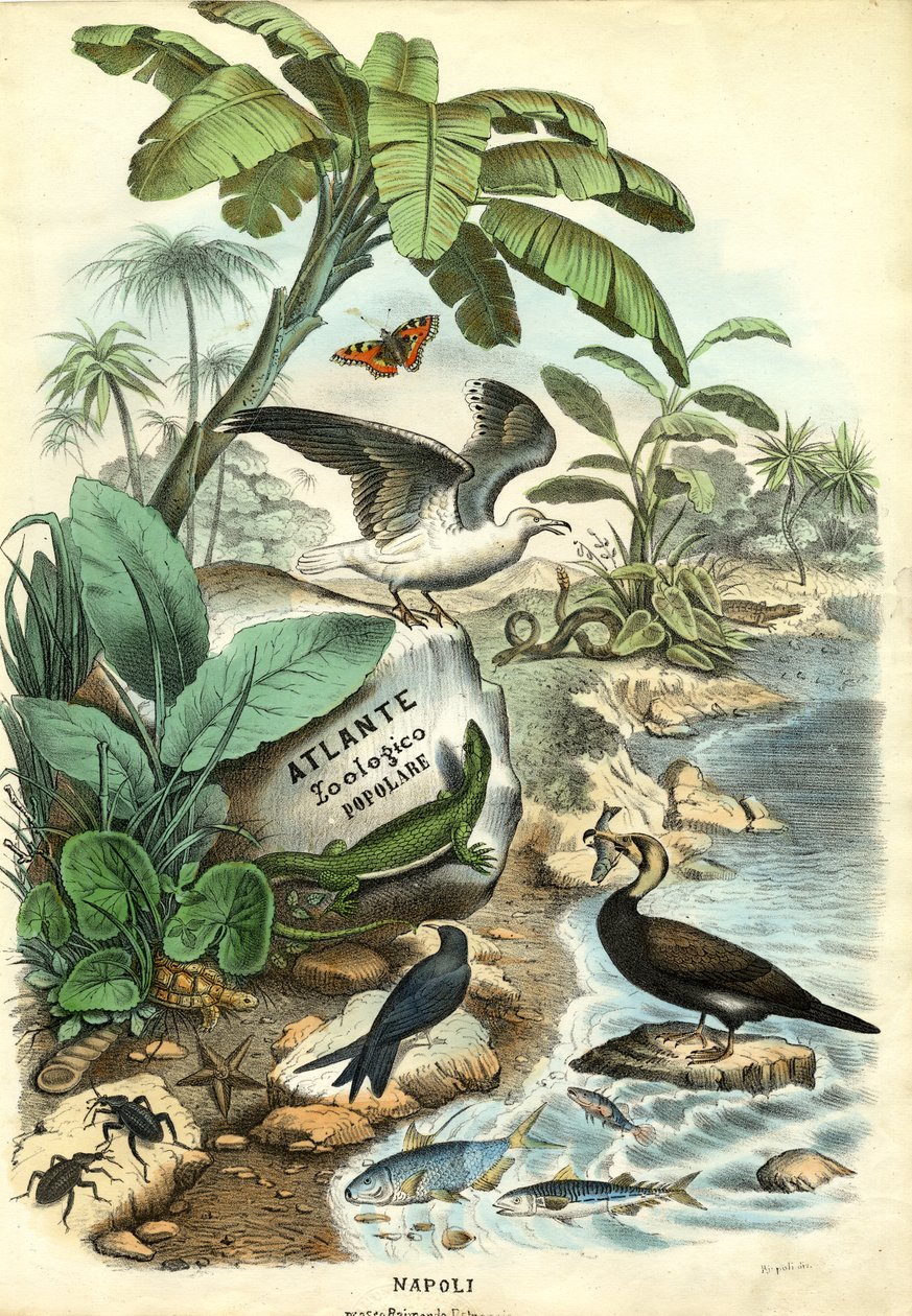 Página de título, 1863-79 de Raimundo Petraroja