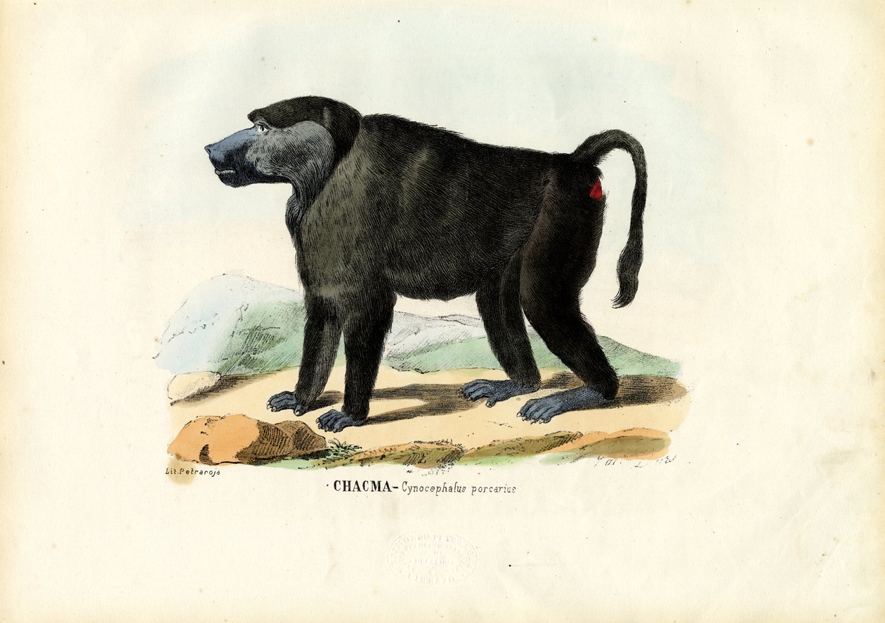 Babuíno Ursino, 1863-79 de Raimundo Petraroja