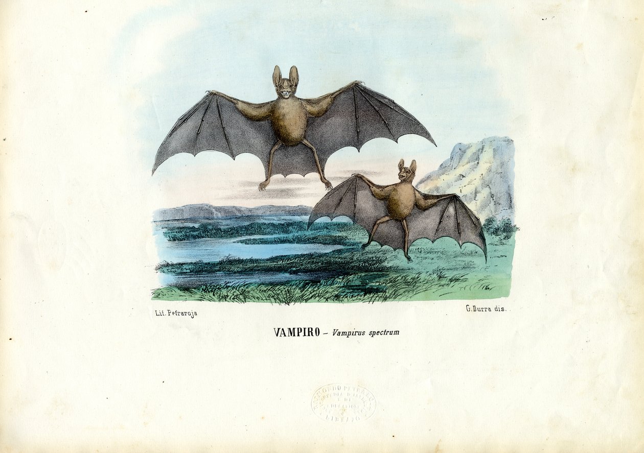 Morcego-vampiro, 1863-79 de Raimundo Petraroja