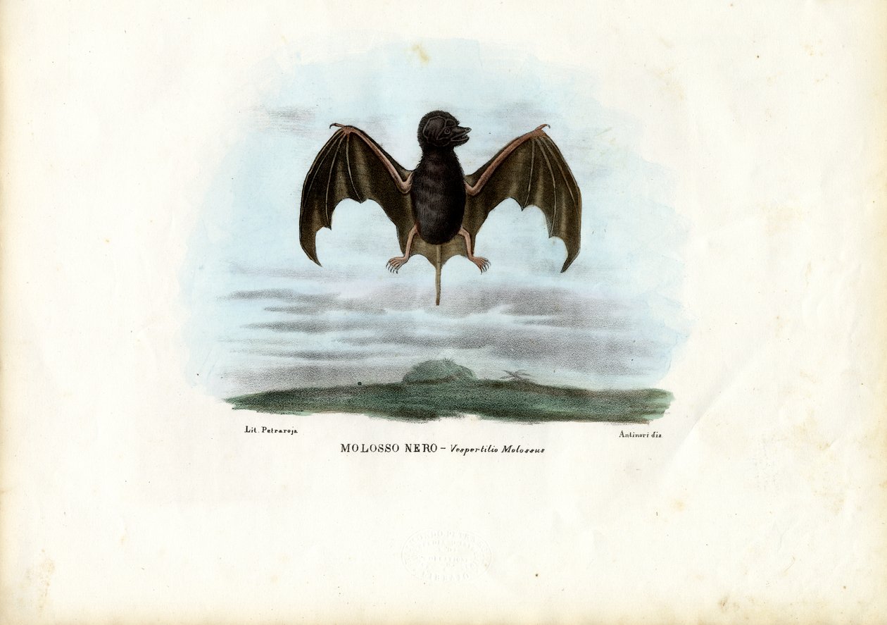 Morcego de cauda livre aveludado, 1863-79 de Raimundo Petraroja