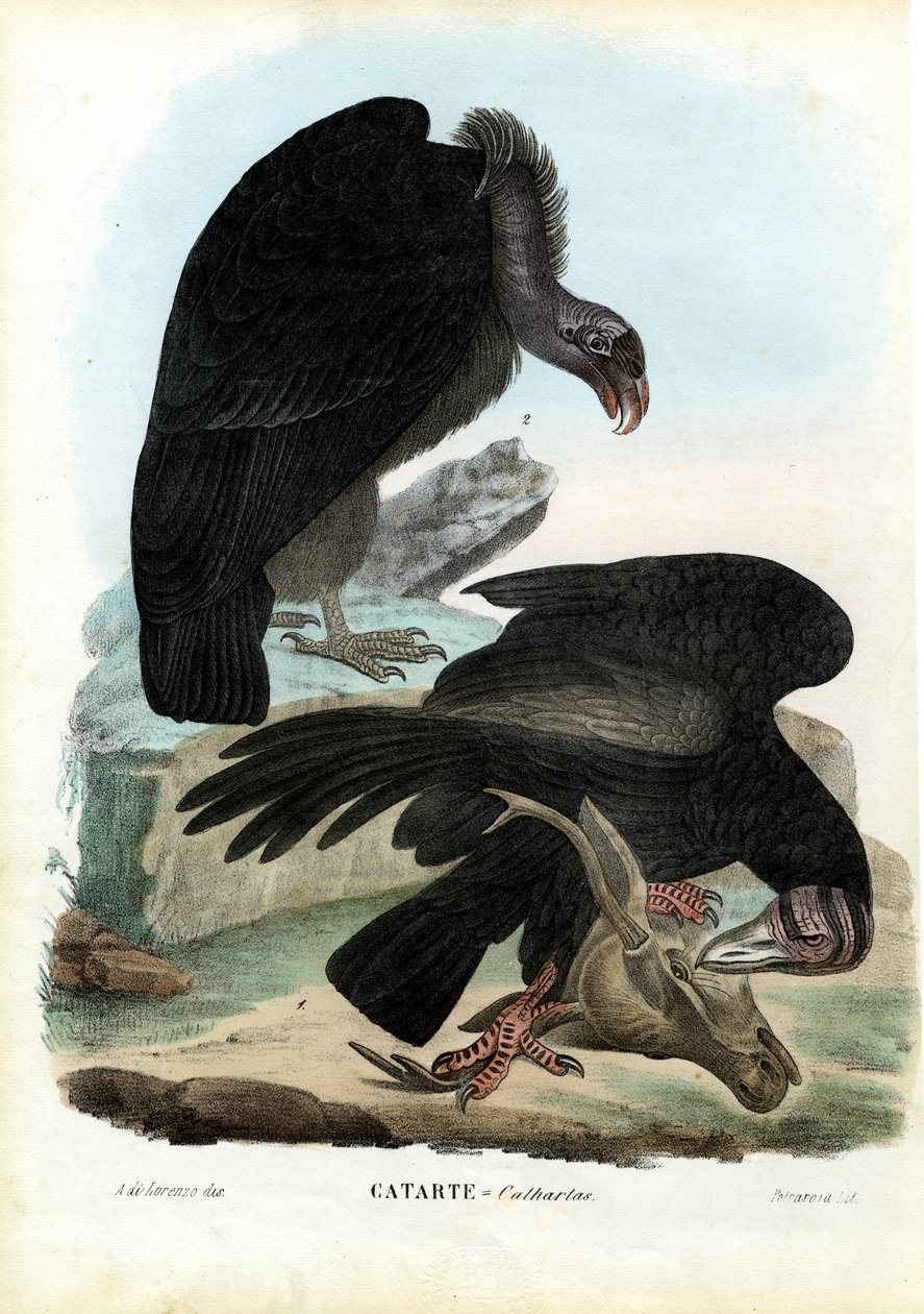 Abutres, 1863-79 de Raimundo Petraroja