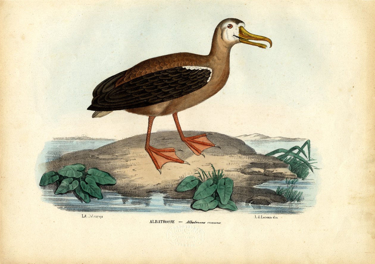 Albatroz Errante, 1863-79 de Raimundo Petraroja