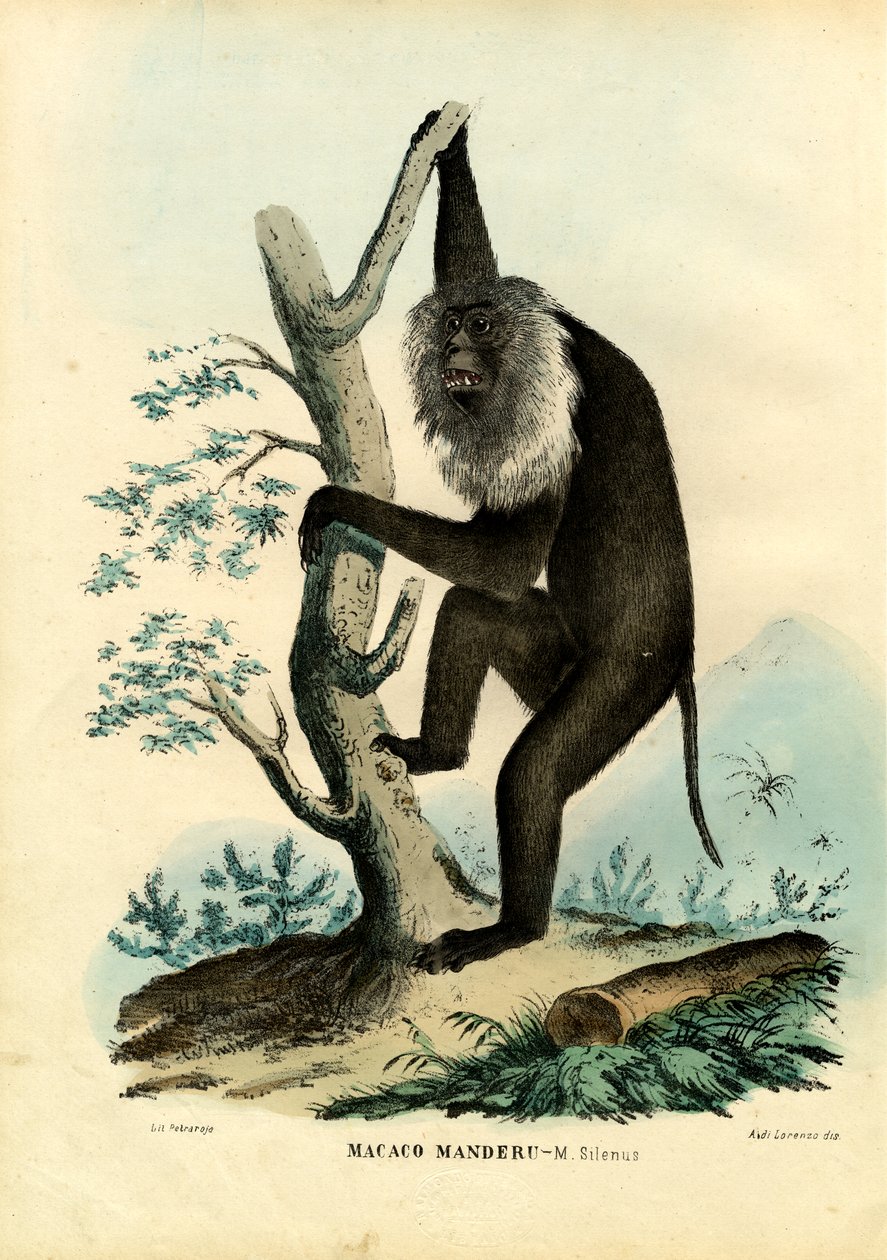 Wanderoo, 1863-79 de Raimundo Petraroja