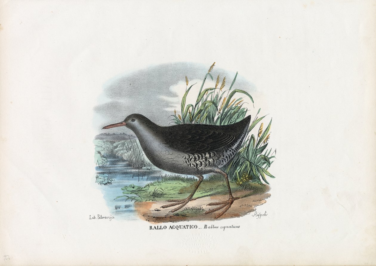 Trilho de Água, 1863-79 de Raimundo Petraroja