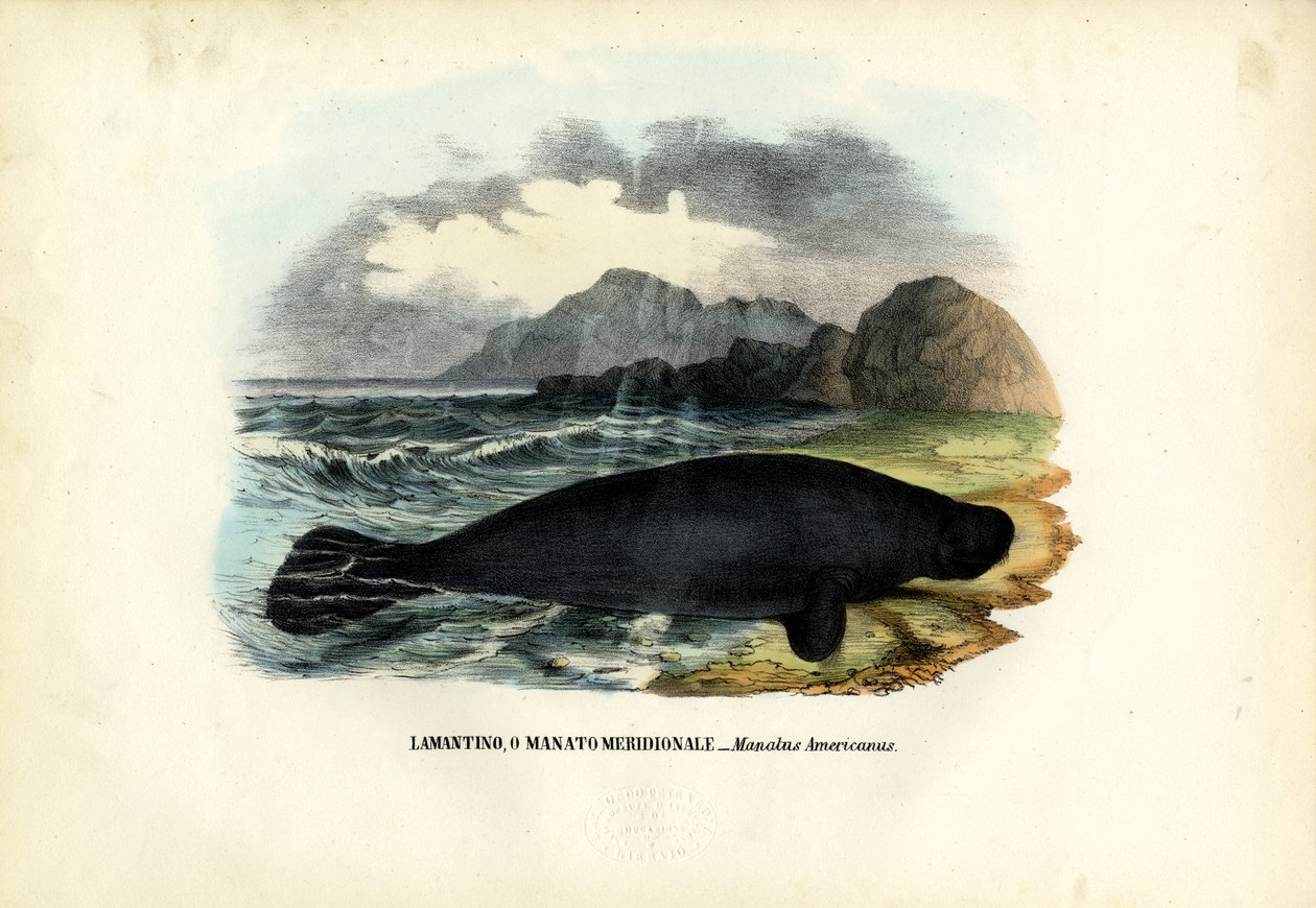 Peixe-boi das Índias Ocidentais, 1863-79 de Raimundo Petraroja