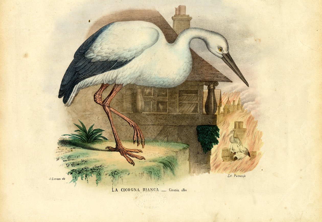 Cegonha-branca, 1863-79 de Raimundo Petraroja