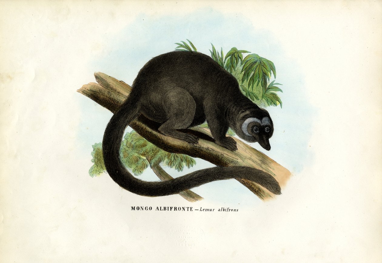 Lêmure-de-cabeça-branca, 1863-79 de Raimundo Petraroja