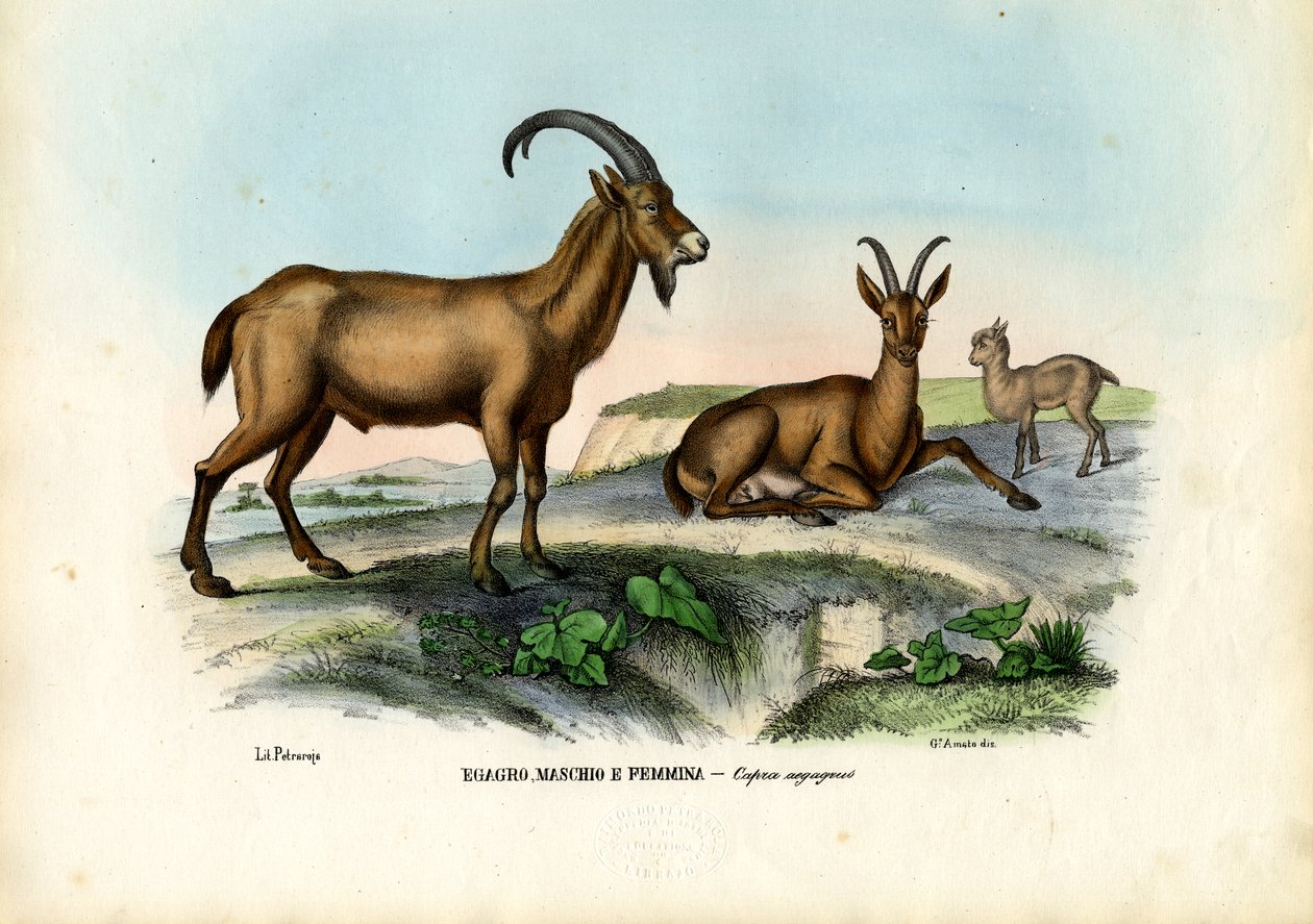 Cabra selvagem, 1863-79 de Raimundo Petraroja