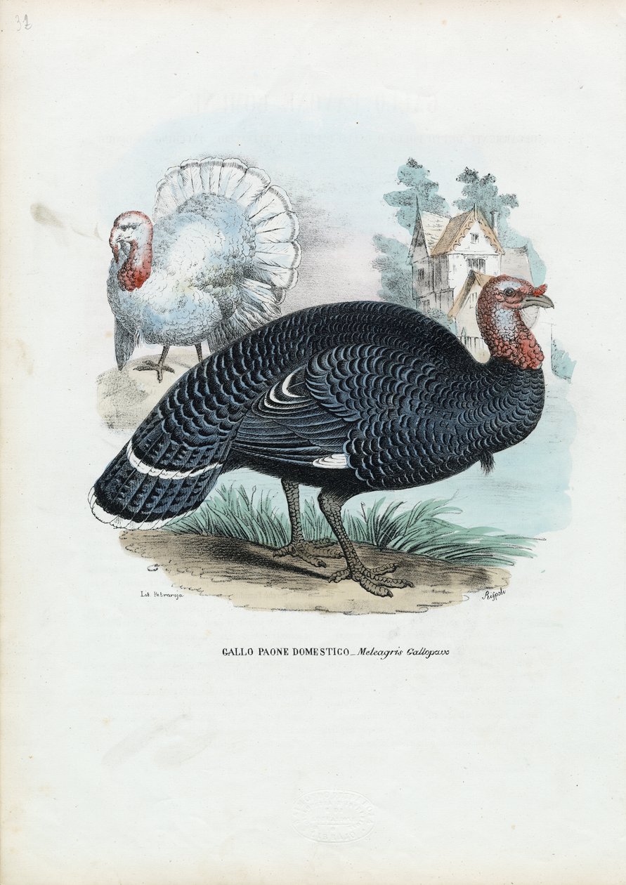 Turquia Selvagem, 1863-79 de Raimundo Petraroja