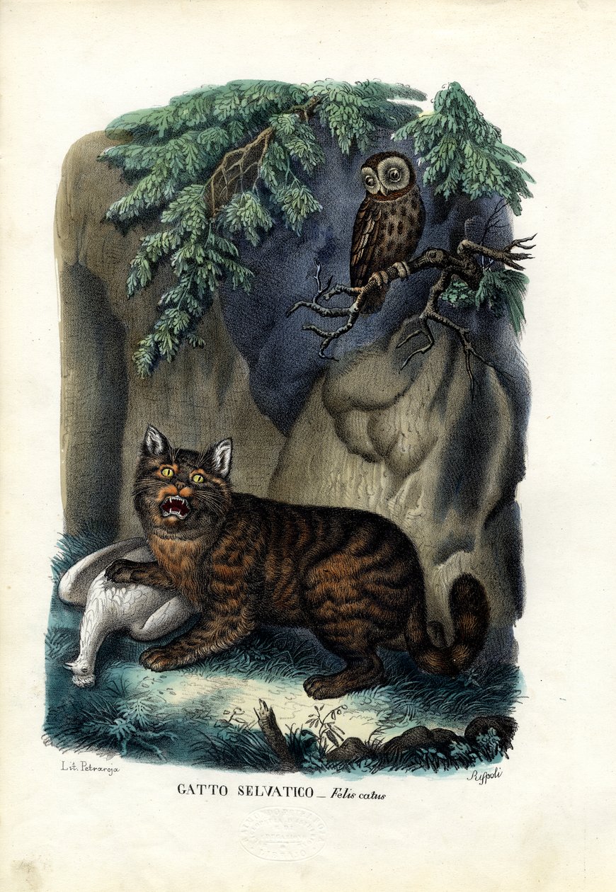 Wildcat, 1863-79 de Raimundo Petraroja