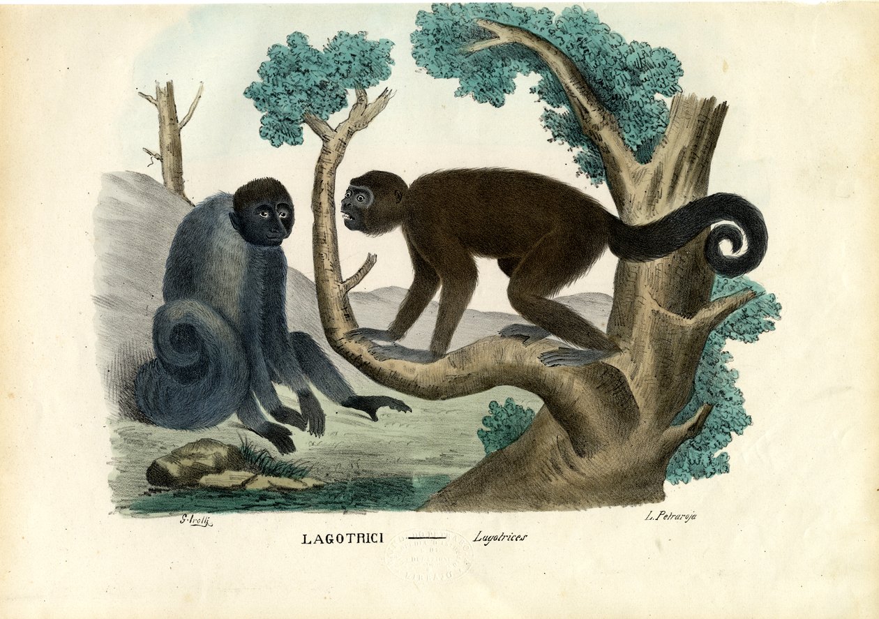 Macaco Woolly, 1863-79 de Raimundo Petraroja