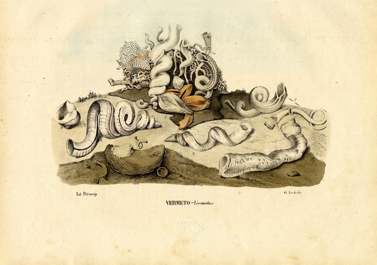 Caracóis de verme, 1863-79 de Raimundo Petraroja